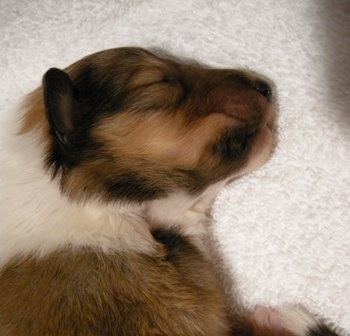 Sable & White Female B - 1+ week old